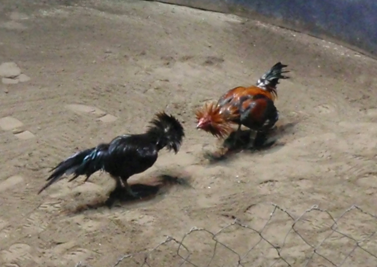 Cock Fighting Video 120